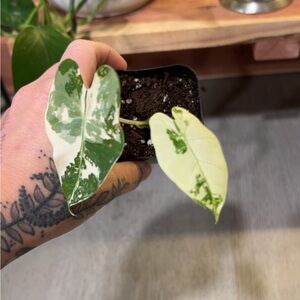 Highly Variegated Alocasia Frydek 2” pot